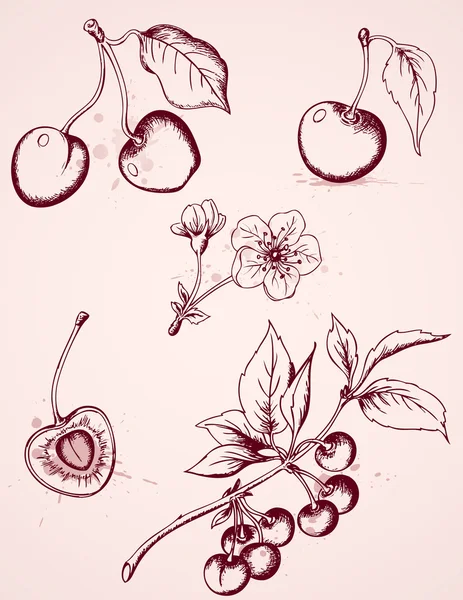 Рука нарисованные Винтаж вишни — стоковый вектор