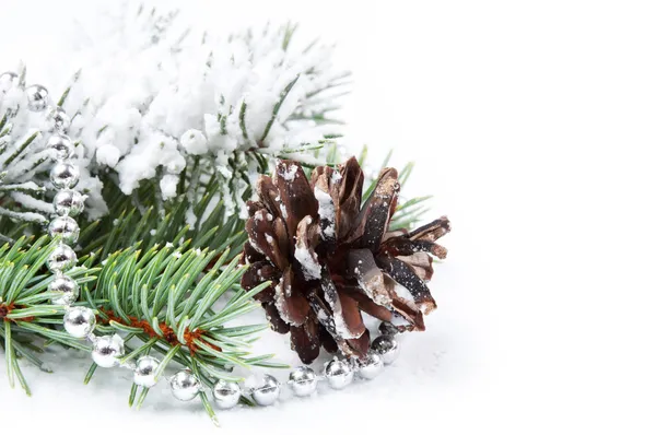 円錐形の松とクリスマスの背景 — ストック写真