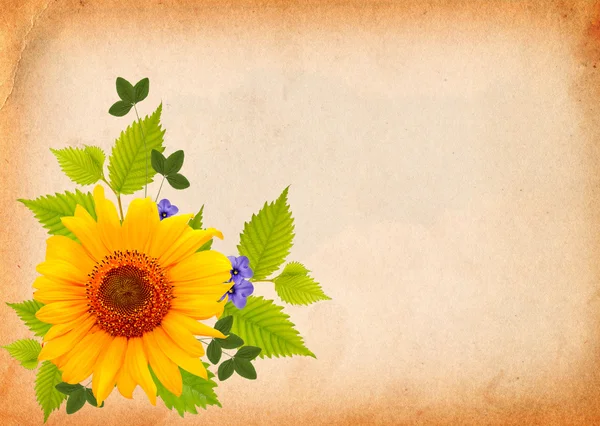 Background with sunflower — Stock Photo, Image