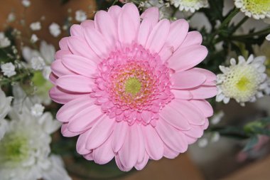 güzel, pembe gerbera çiçek