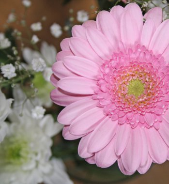 güzel, pembe gerbera çiçek