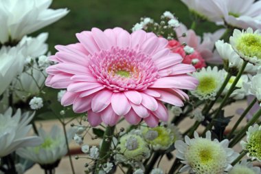 güzel, pembe gerbera çiçek