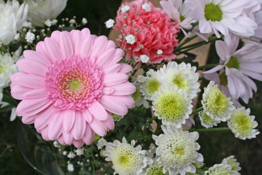 güzel, pembe gerbera çiçek