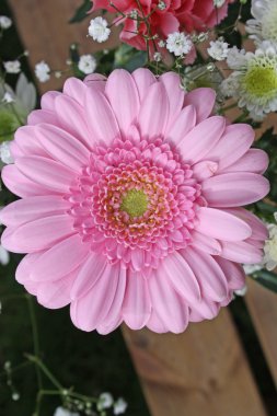 güzel, pembe gerbera çiçek