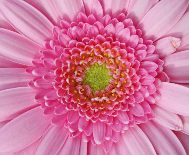 güzel, pembe gerbera çiçek