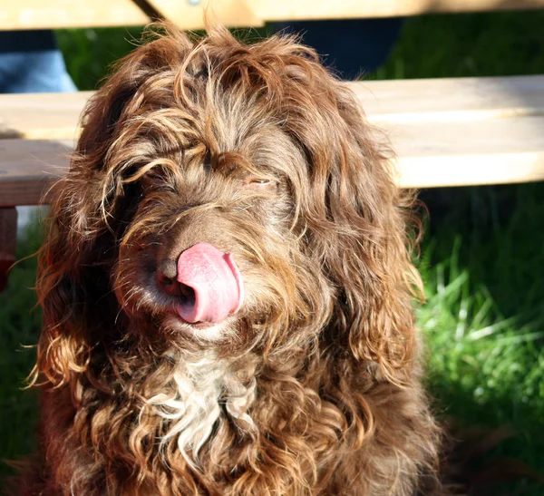 Scruffy brown dog — Stock Photo, Image