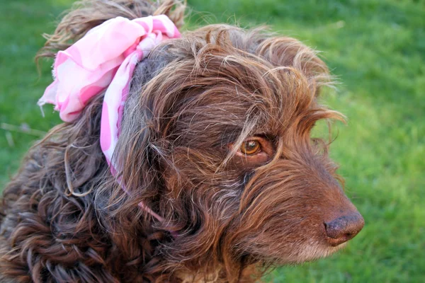 Tilltufsad brun hund — Stockfoto