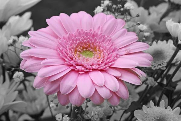 Vackra rosa gerbera blomma — Stockfoto