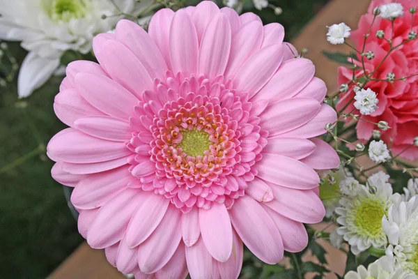 Розовый цветок герберы — стоковое фото