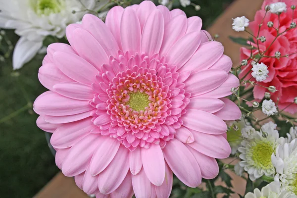 Flor de gerbera rosa bonita — Fotografia de Stock