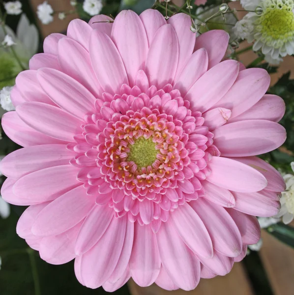 Flor de gerbera rosa bonita — Fotografia de Stock