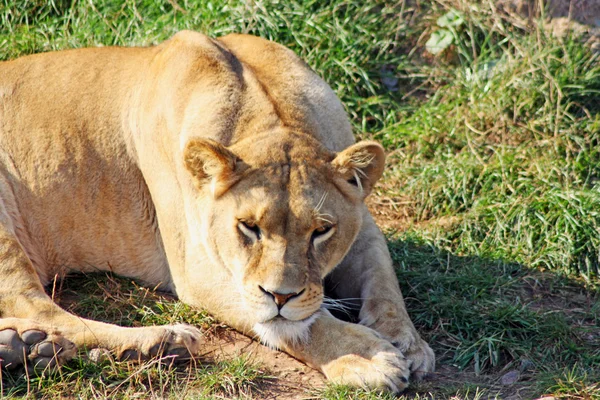 Çarpıcı dişi aslan — Stok fotoğraf
