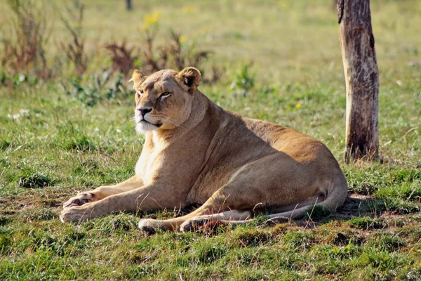 Impresionante leona — Foto de Stock