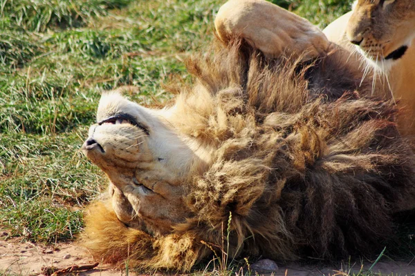 Çarpıcı aslan — Stok fotoğraf