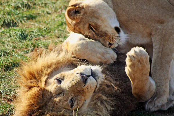 Impresionante león y leona — Foto de Stock