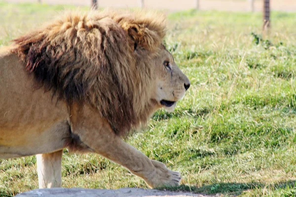 Εκπληκτική λιοντάρι — Φωτογραφία Αρχείου