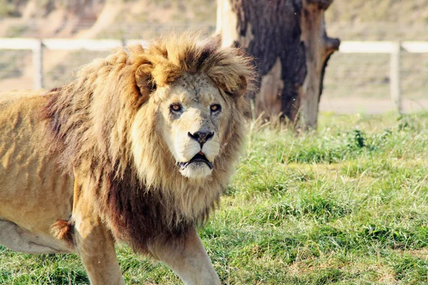 令人惊叹的狮子 — 图库照片