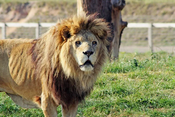 Fantastiska lejon — Stockfoto