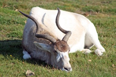 bir addax