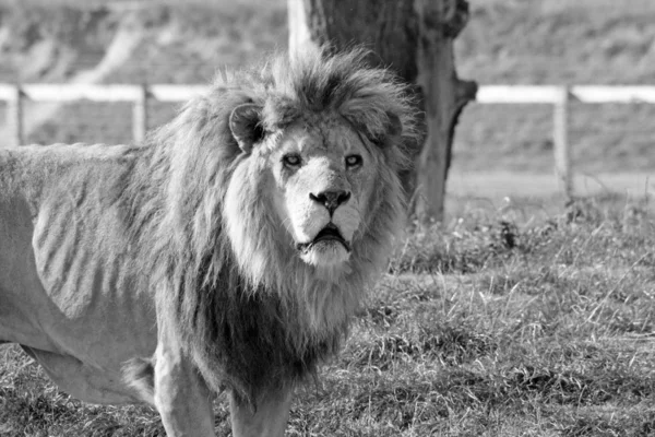 Big cat lion — Stock Photo, Image