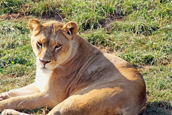 Stunning lioness — Stock Photo, Image