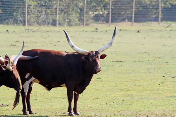 Ankole βοοειδή — Φωτογραφία Αρχείου