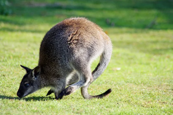 stock image Wallaby