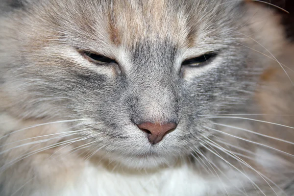 Kitten face — Stockfoto