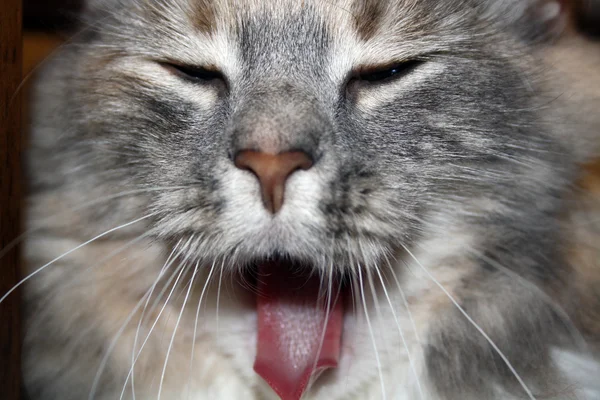 Yavru kedi surat — Stok fotoğraf