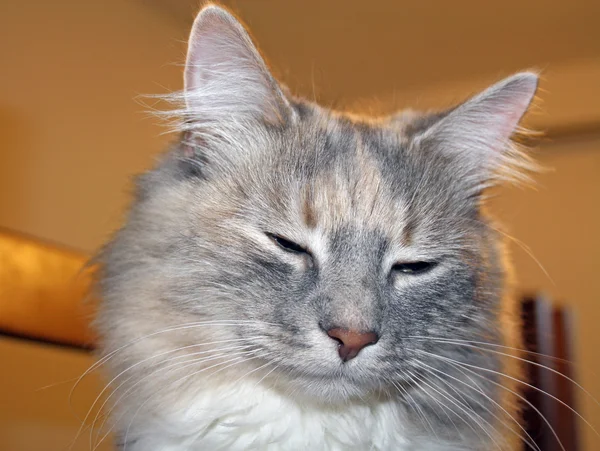 Yavru kedi surat — Stok fotoğraf