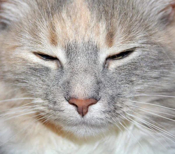 子猫の顔 — ストック写真