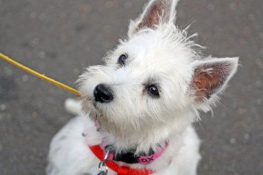 Batı highland terrier