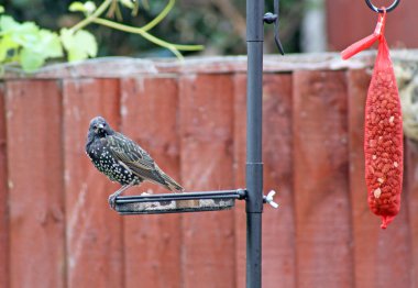 volwassen starling vogel