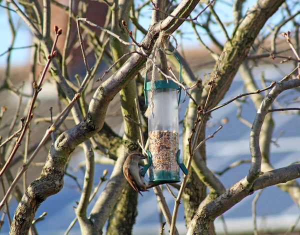 A Female House Sparrow — Stock Photo, Image