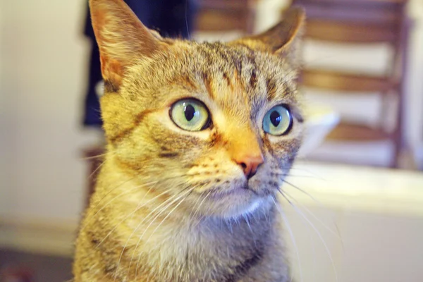 Tabby cat — Stock Photo, Image