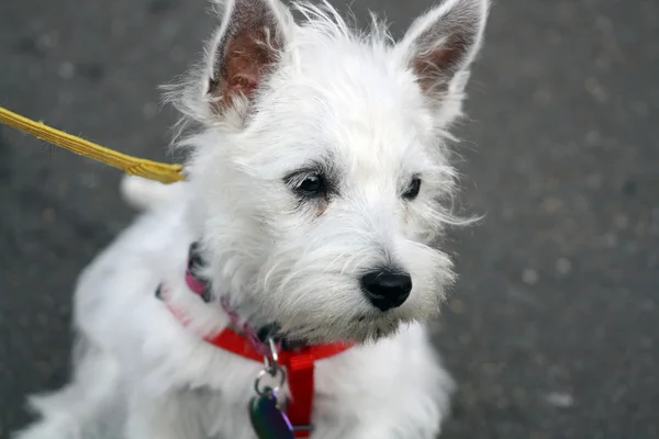 West highland terrier — Zdjęcie stockowe