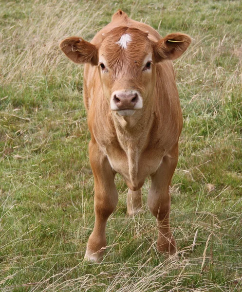 Vacas pastando en un campo —  Fotos de Stock