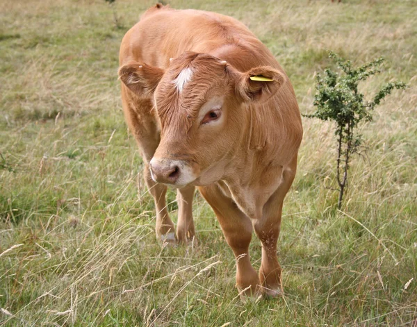Αγελάδες βόσκησης σε ένα χωράφι — Φωτογραφία Αρχείου