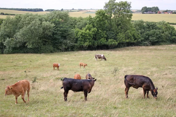 Mucche al pascolo in un campo — Foto Stock
