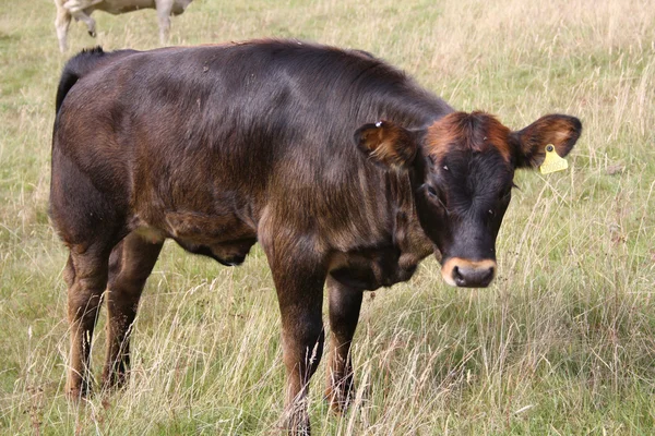 Vacas pastando en un campo —  Fotos de Stock