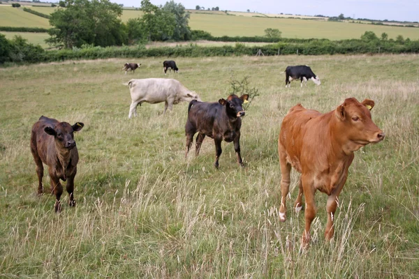 Cows grazing in a field — Stock Photo, Image