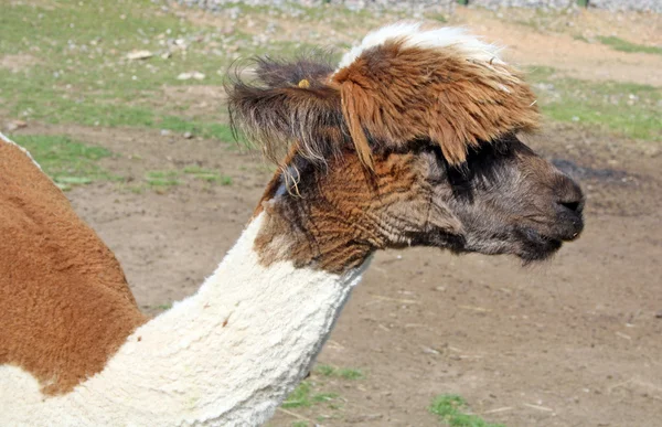 Lama dans un champ — Photo