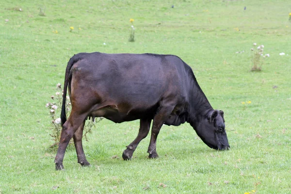 奶牛在田野里吃草 — 图库照片