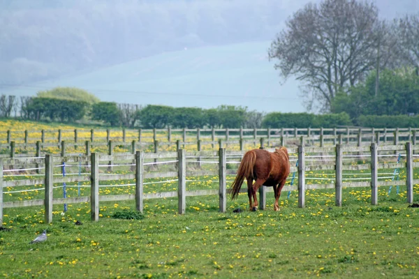 stock image Horse in field