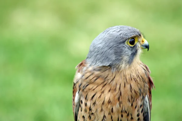 Stunning bird of prey — Stock Photo, Image