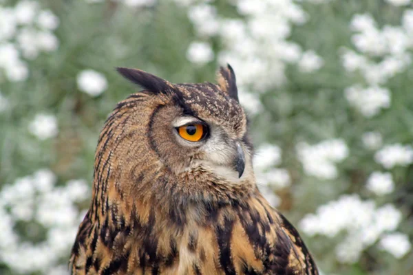 A stunning owl — Stock Photo, Image