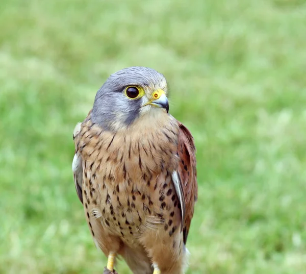 Betäubender Greifvogel — Stockfoto