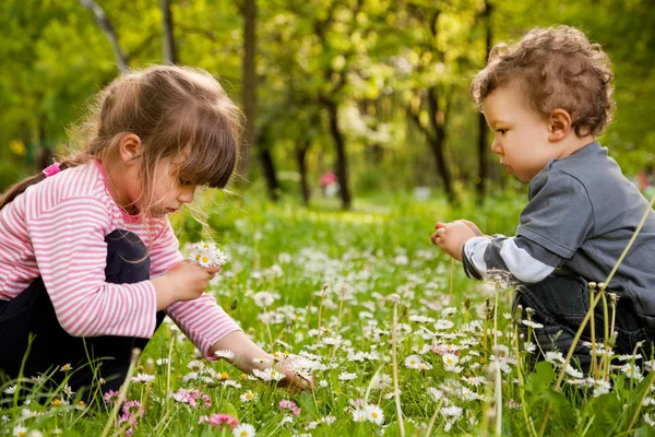 Kinderen plukken madeliefjes park — Stockfoto