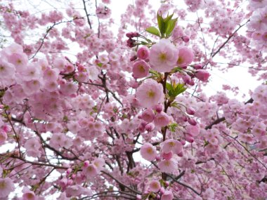 pembe sakura