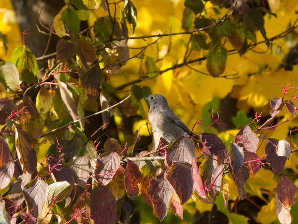 stock image Sparrow on a branch with fall colors